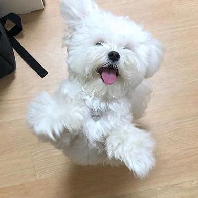 洋芋炒土豆丝儿