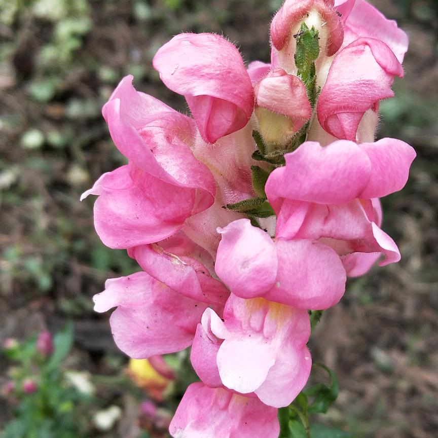 永恒之心🌹