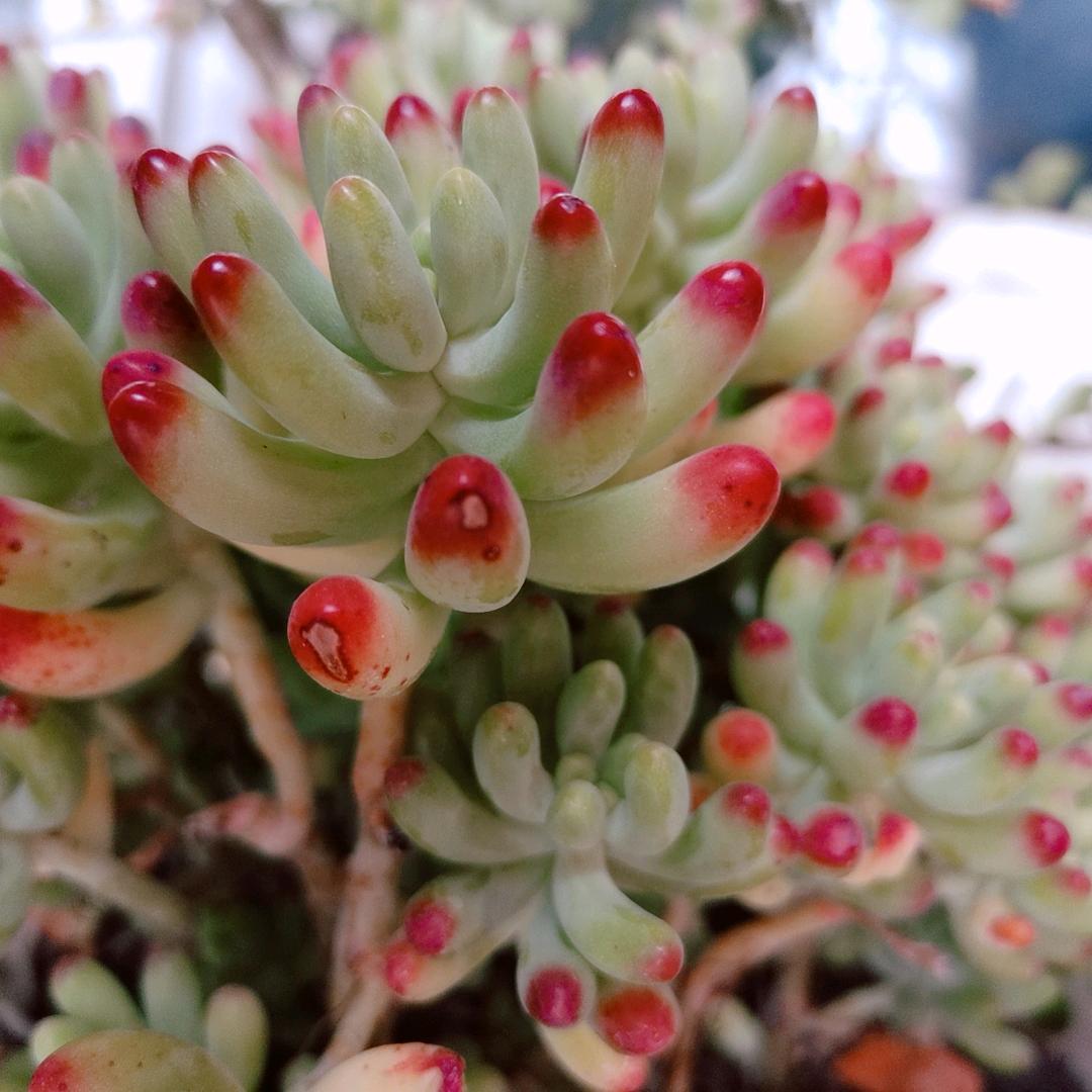 彦杞小姐姐的幸福生活