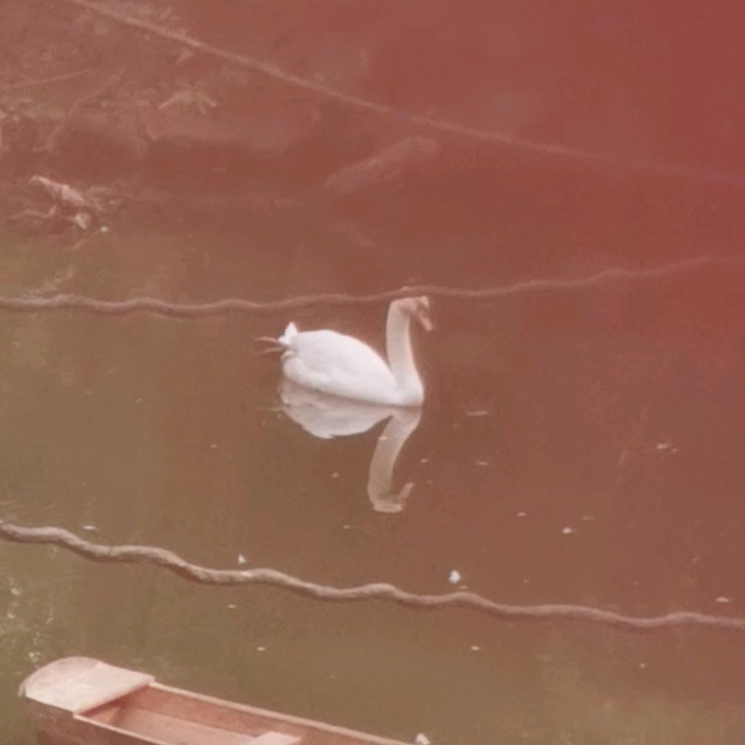 檬檬