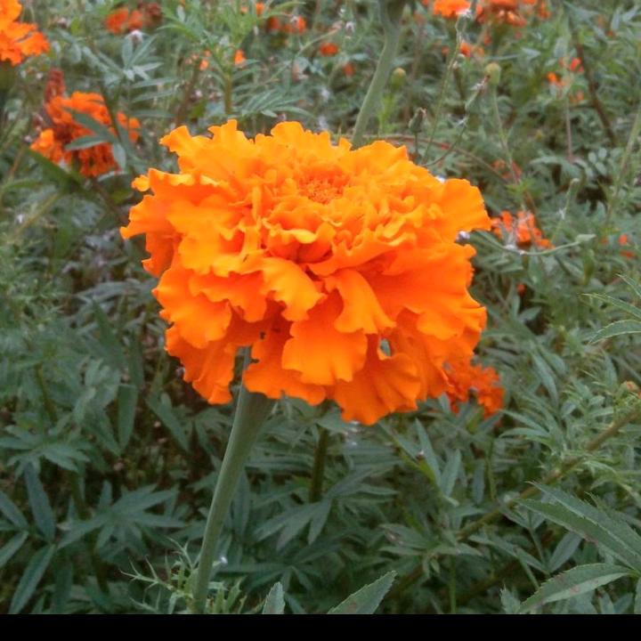 苗乡妹仔（禁止连赞）