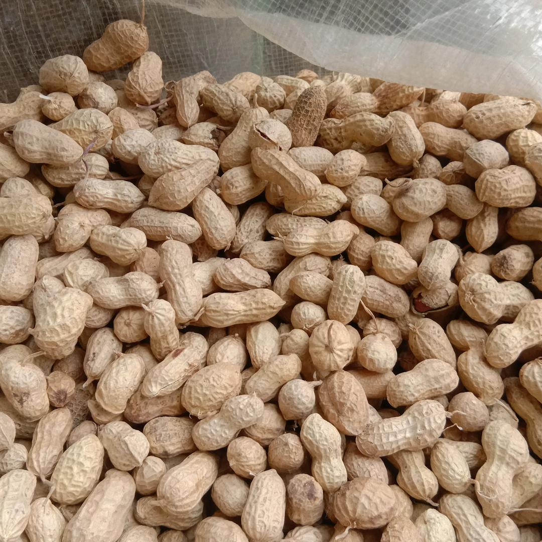 随遇而安🌹🌹长年收花生