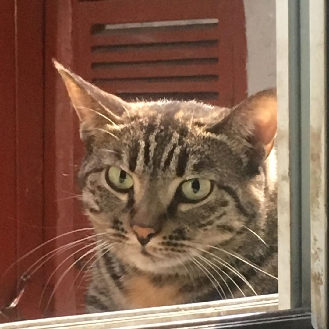 音乐小猫