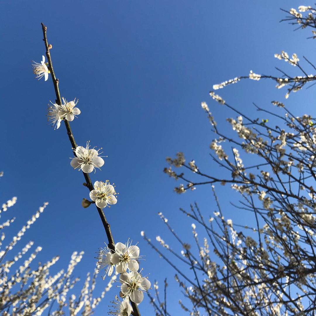 日出芙蓉
