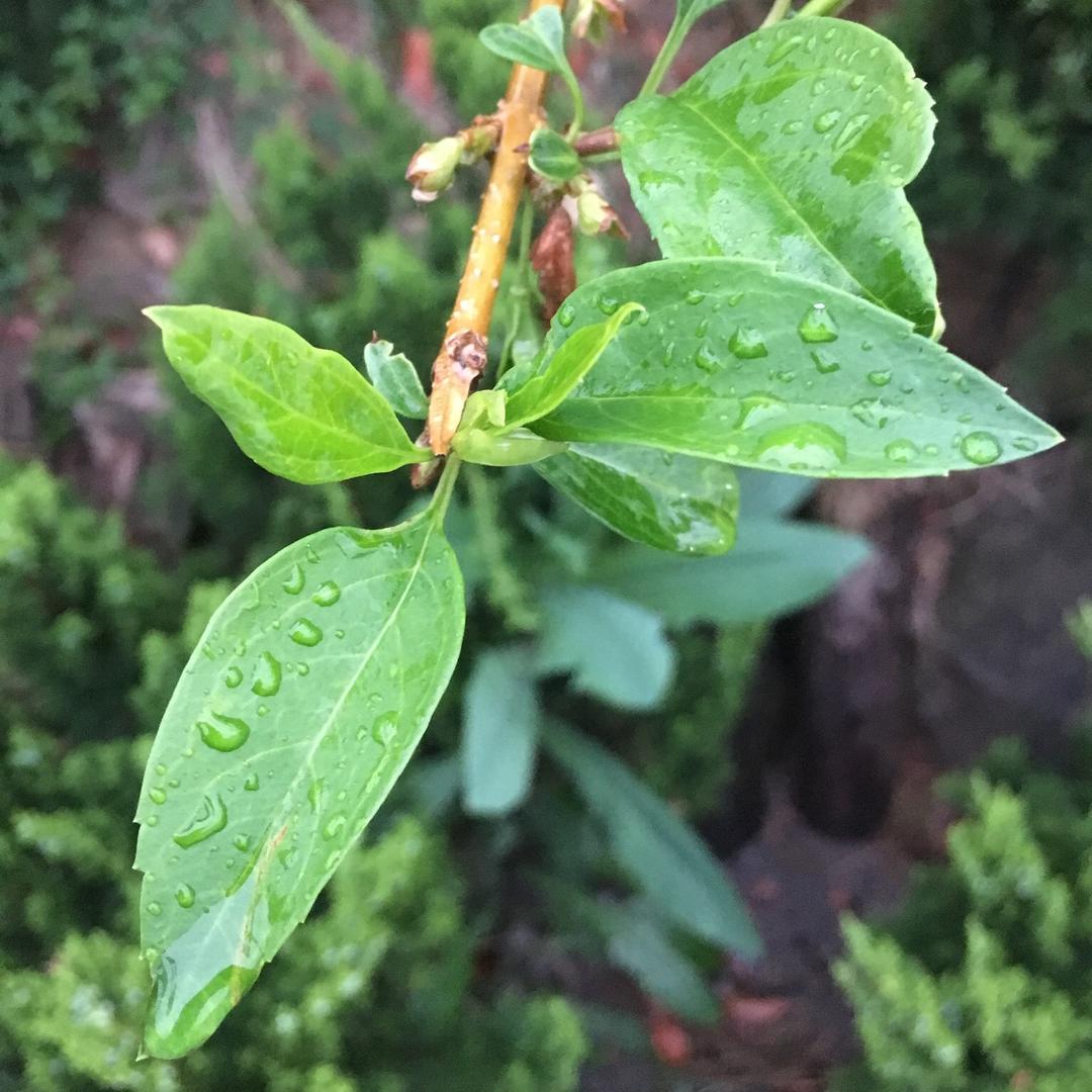 瓜子王