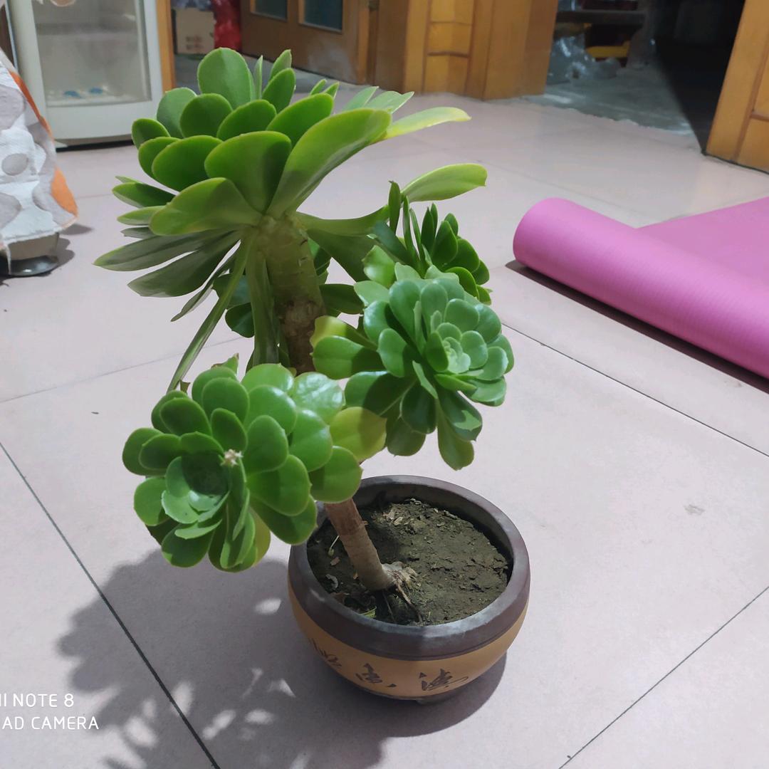 笑看人生😊😊😊😊