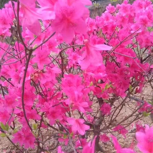 黄药师😊