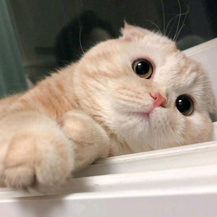 奇奇怪怪的美少女