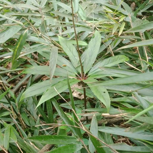 用户2325740311800令令