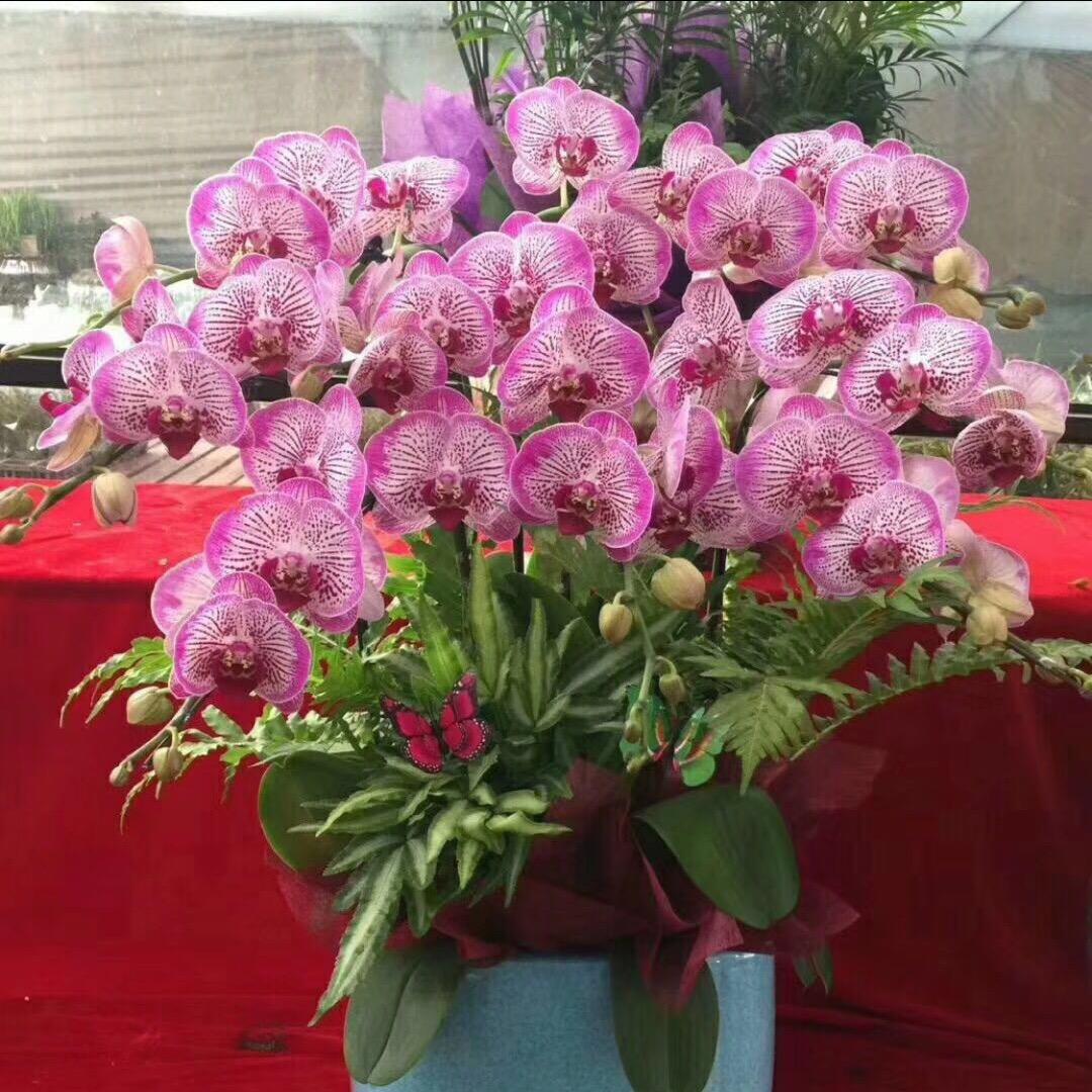 缤纷花卉租摆