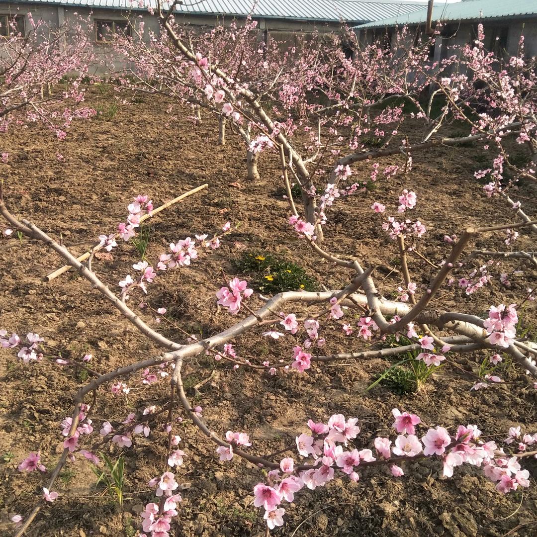 平安是福