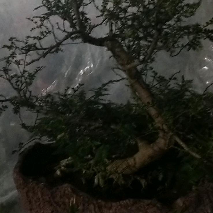 此情永不逾！