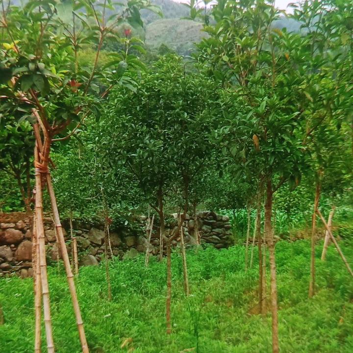 安康驾校 ，唐教练