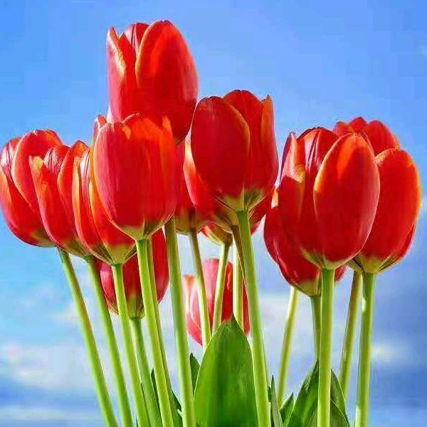 欢欢😊🌹