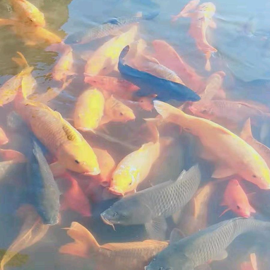 🌈鱼乐(●—●)