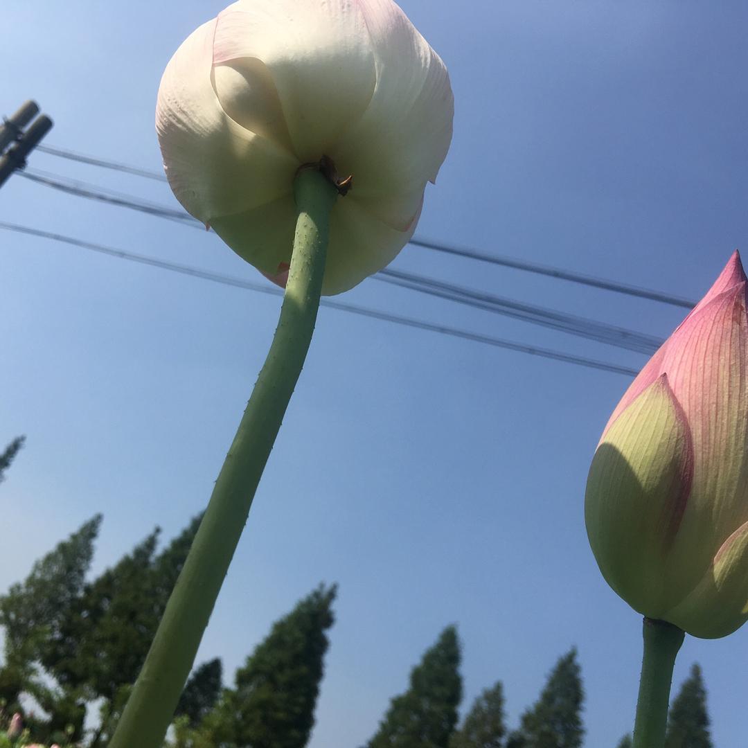 海边的风