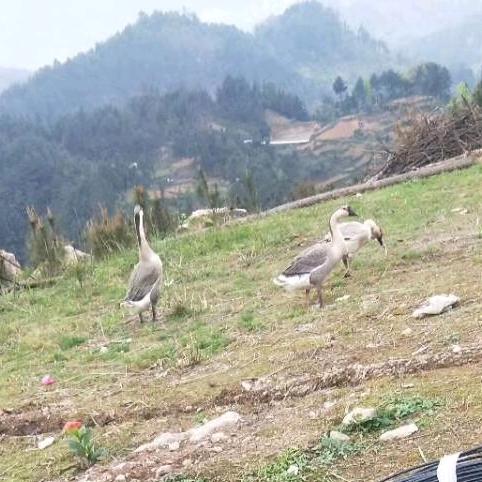 孤独的我