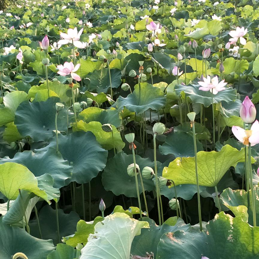 我是金色的太阳☀