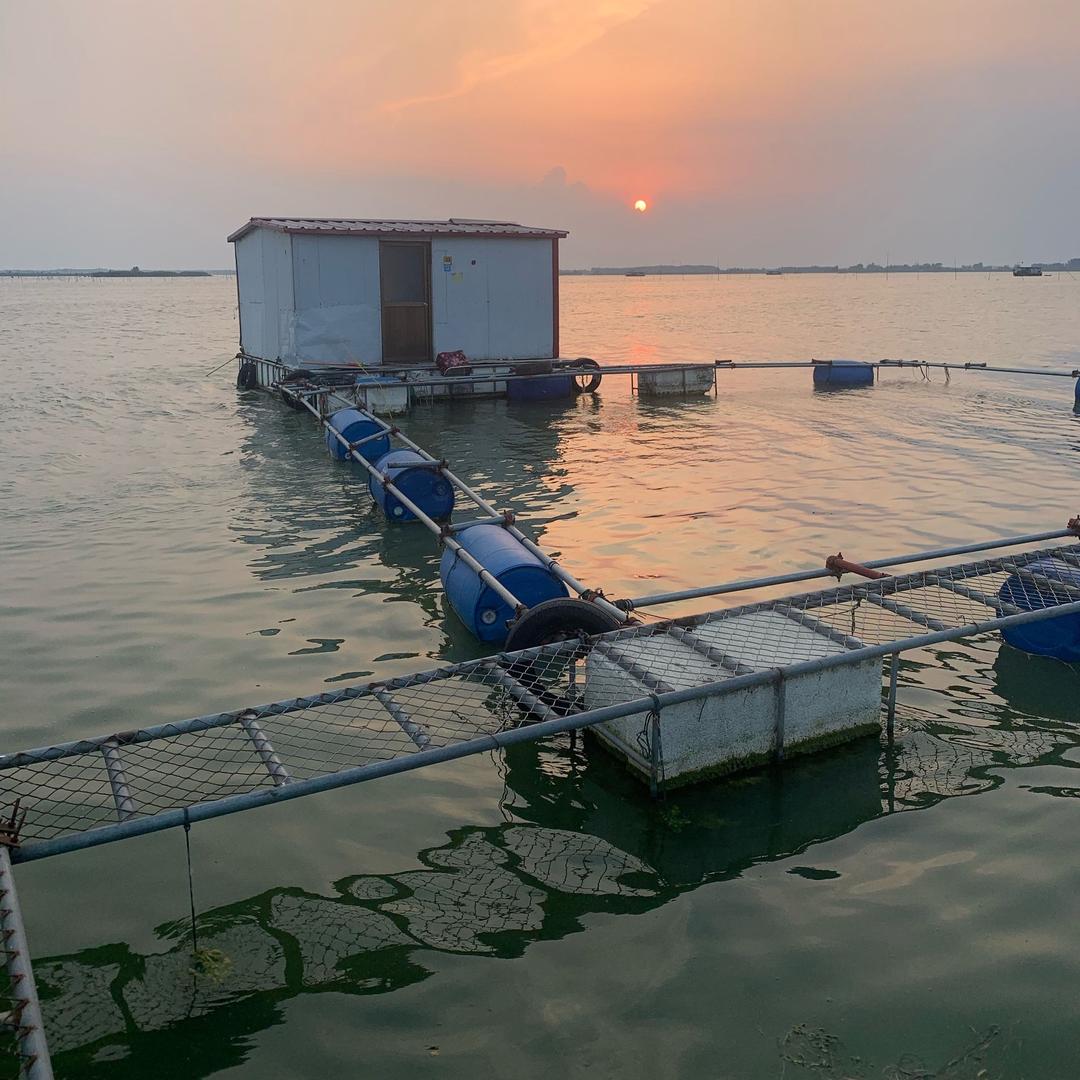 小刘鱼排