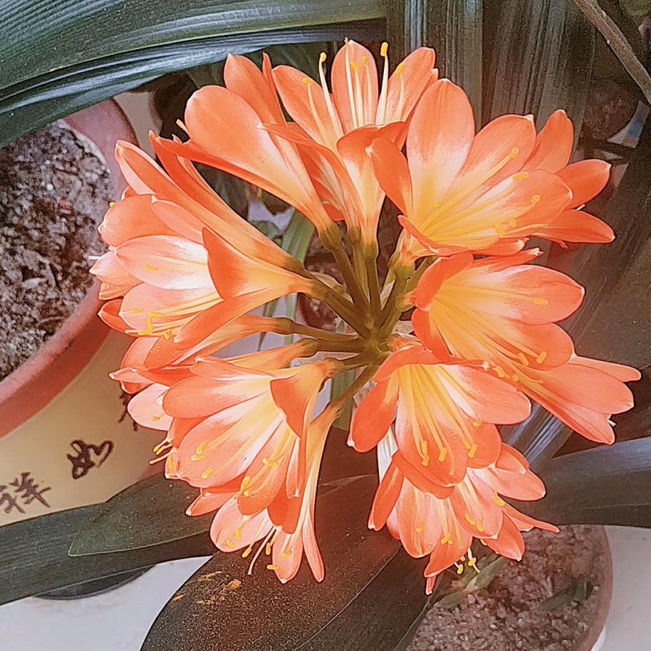 兰花草