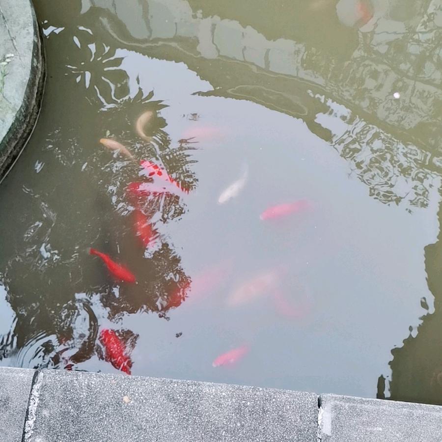 昕睿