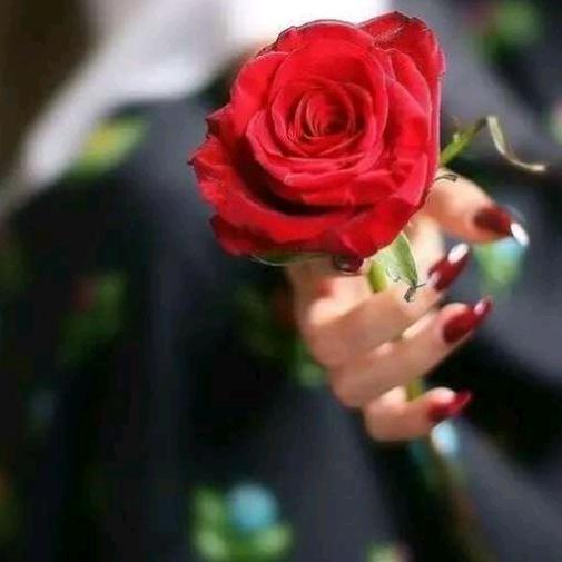 🌹🌹🌹🌹🌹🌹🌹🌹🌹