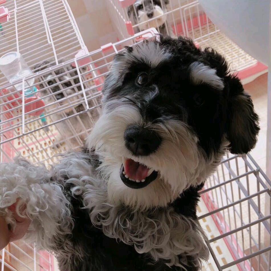 🌈家有雪四宝：哈利波特肥肥啵啵乐