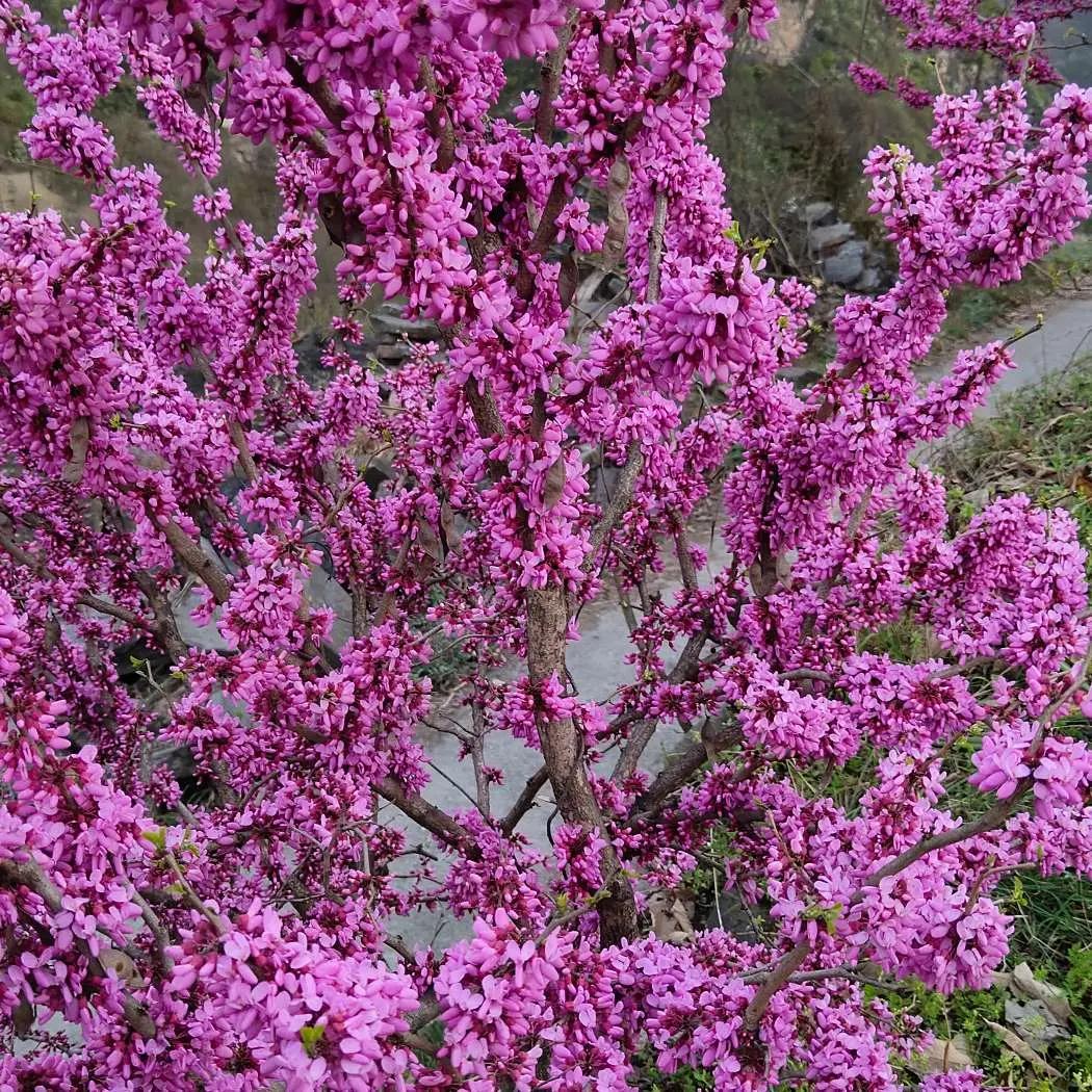 小苹果