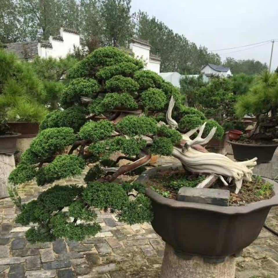 中青绿叶盆景园