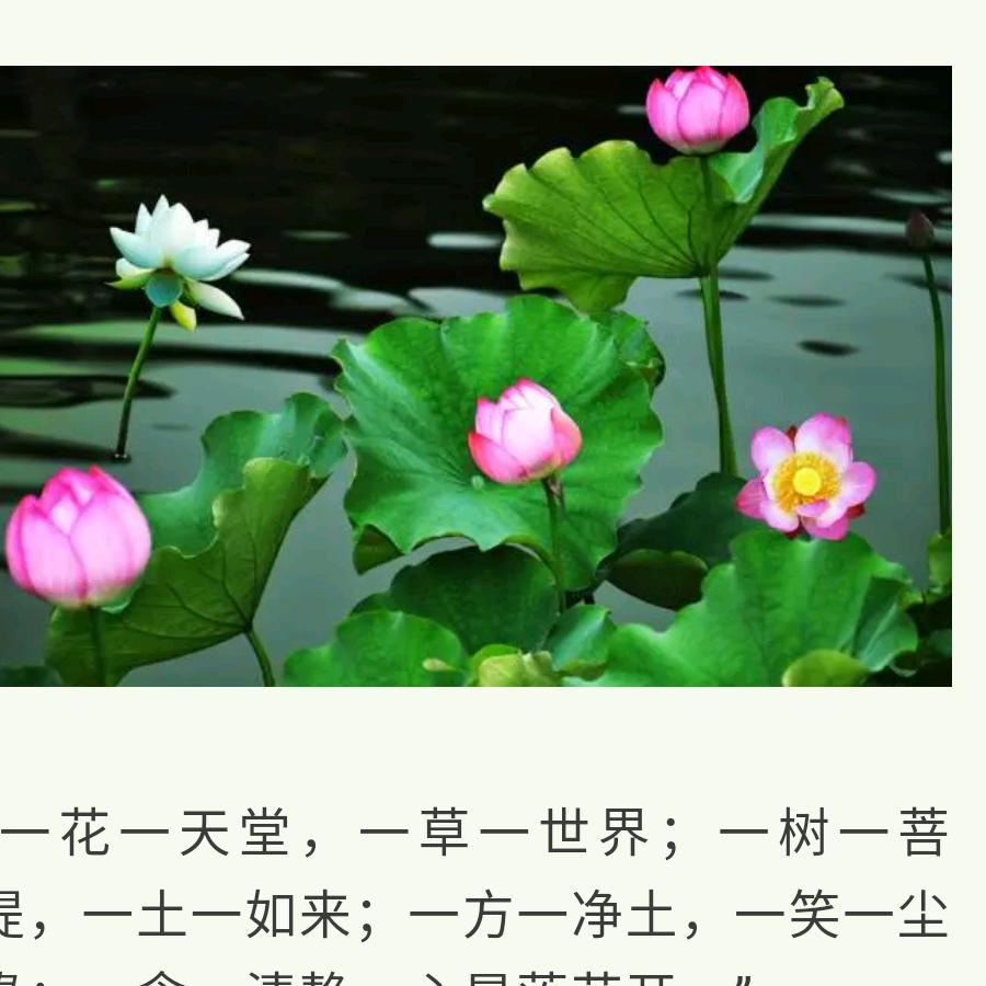 出於泥而不染
