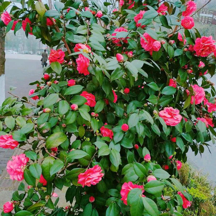 顺其自然