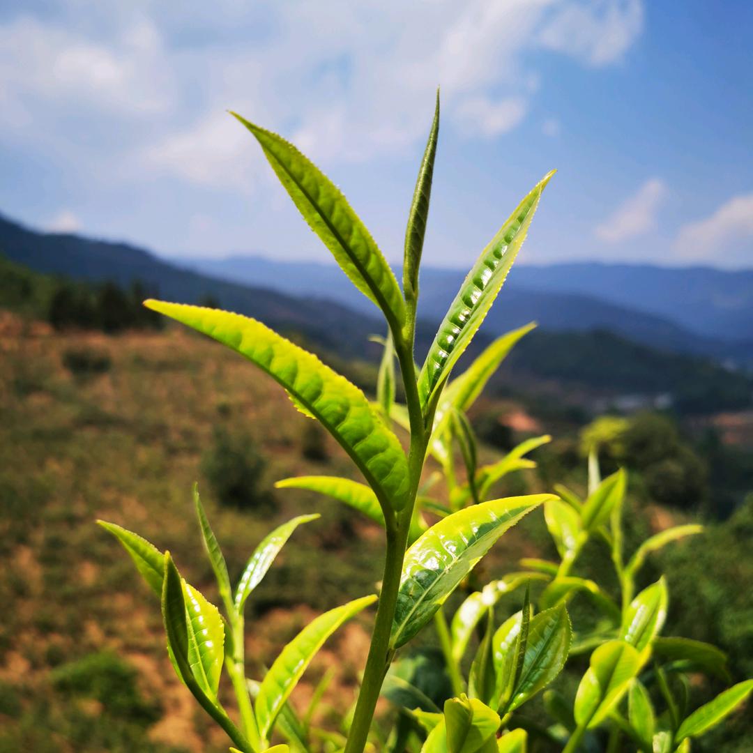 名山系茶业