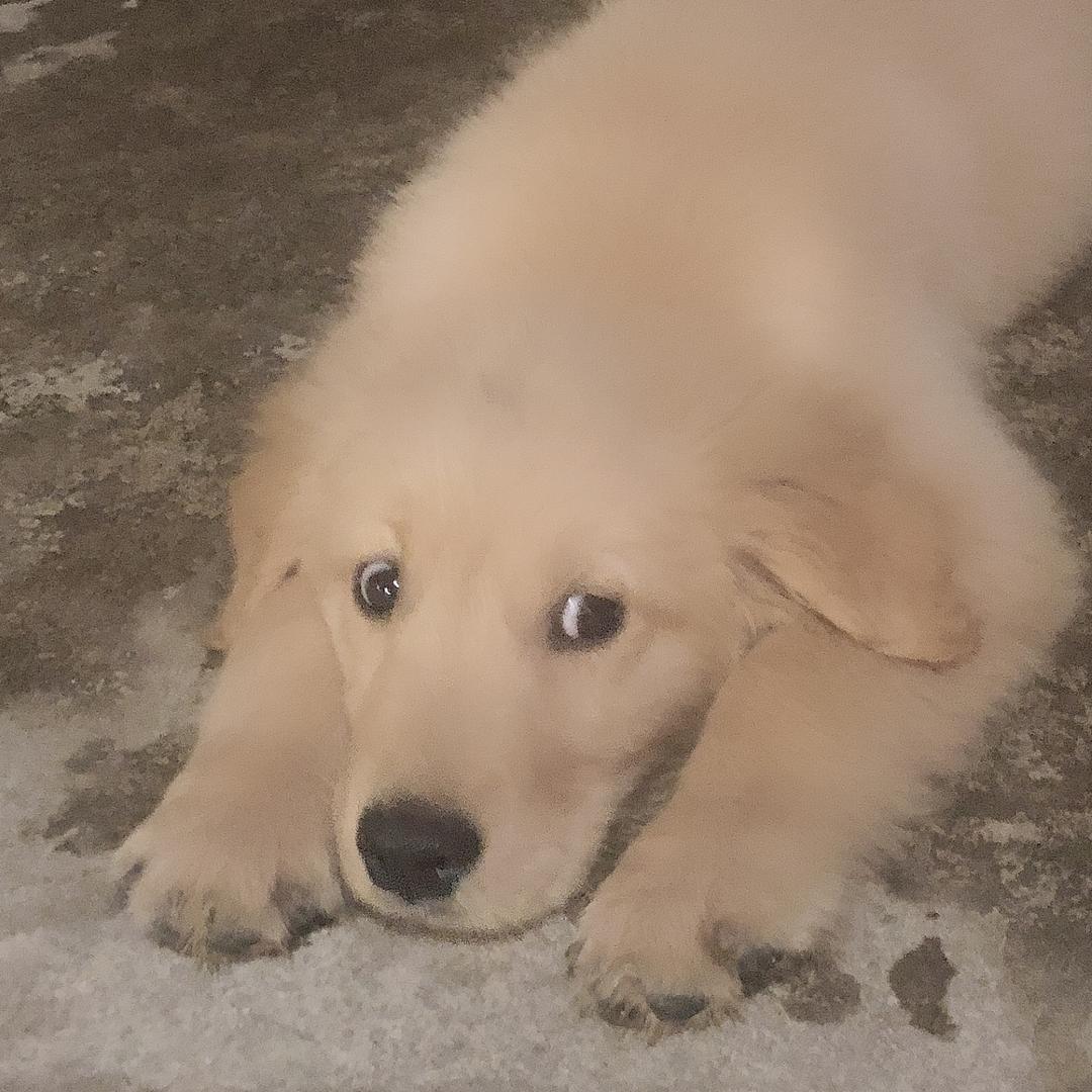 Old Boy