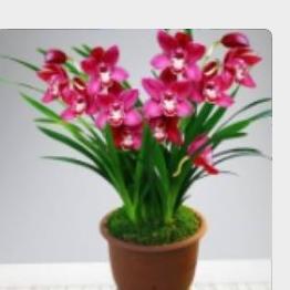 小菊花