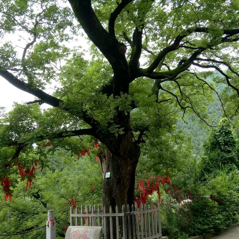 ち傾一世琉璃