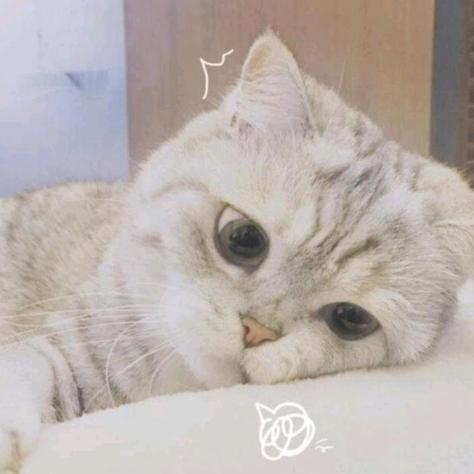 海盐可可