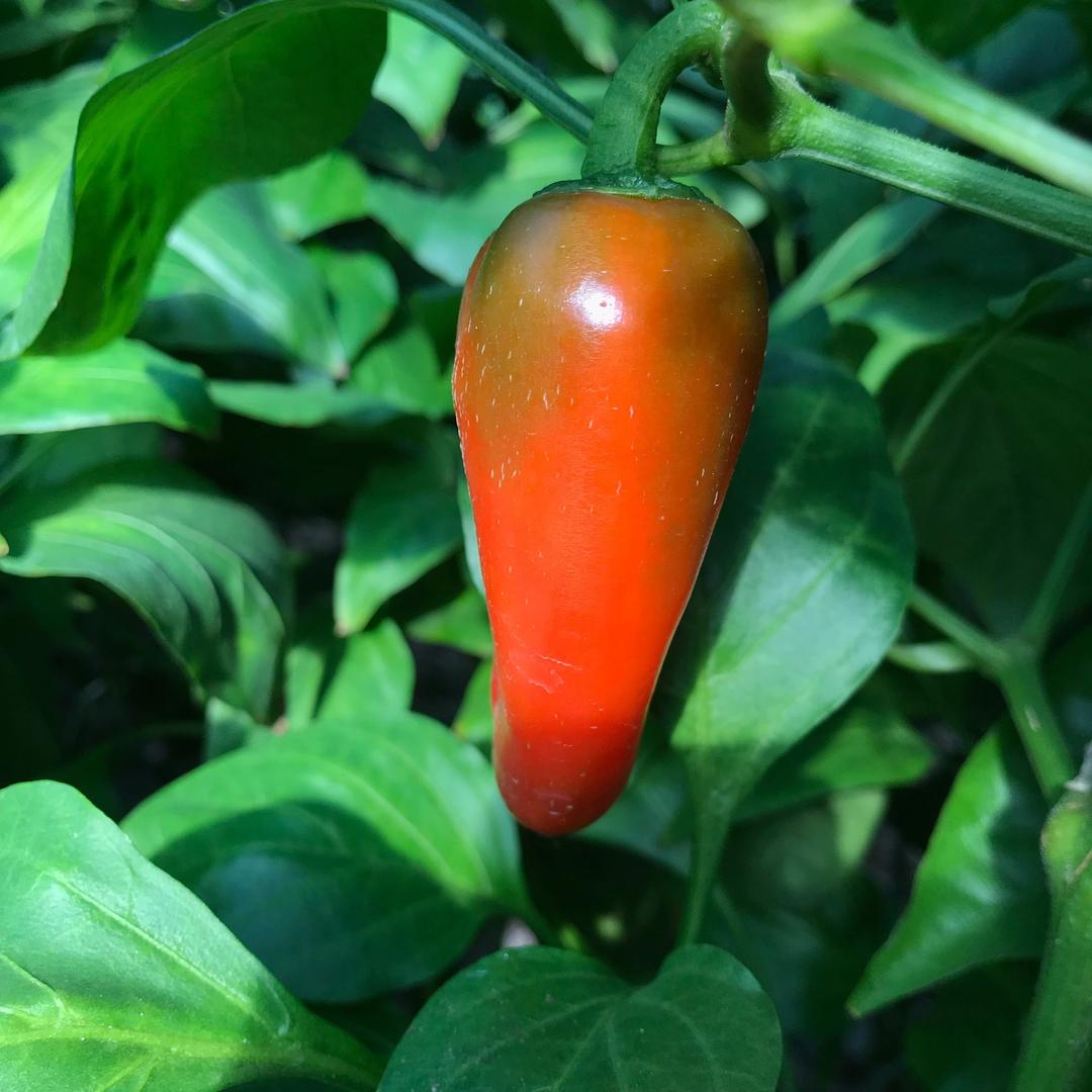 菜医生