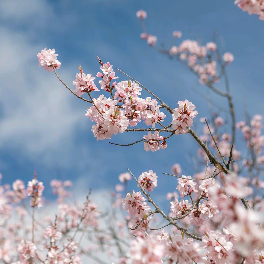 一枝梅🌸
