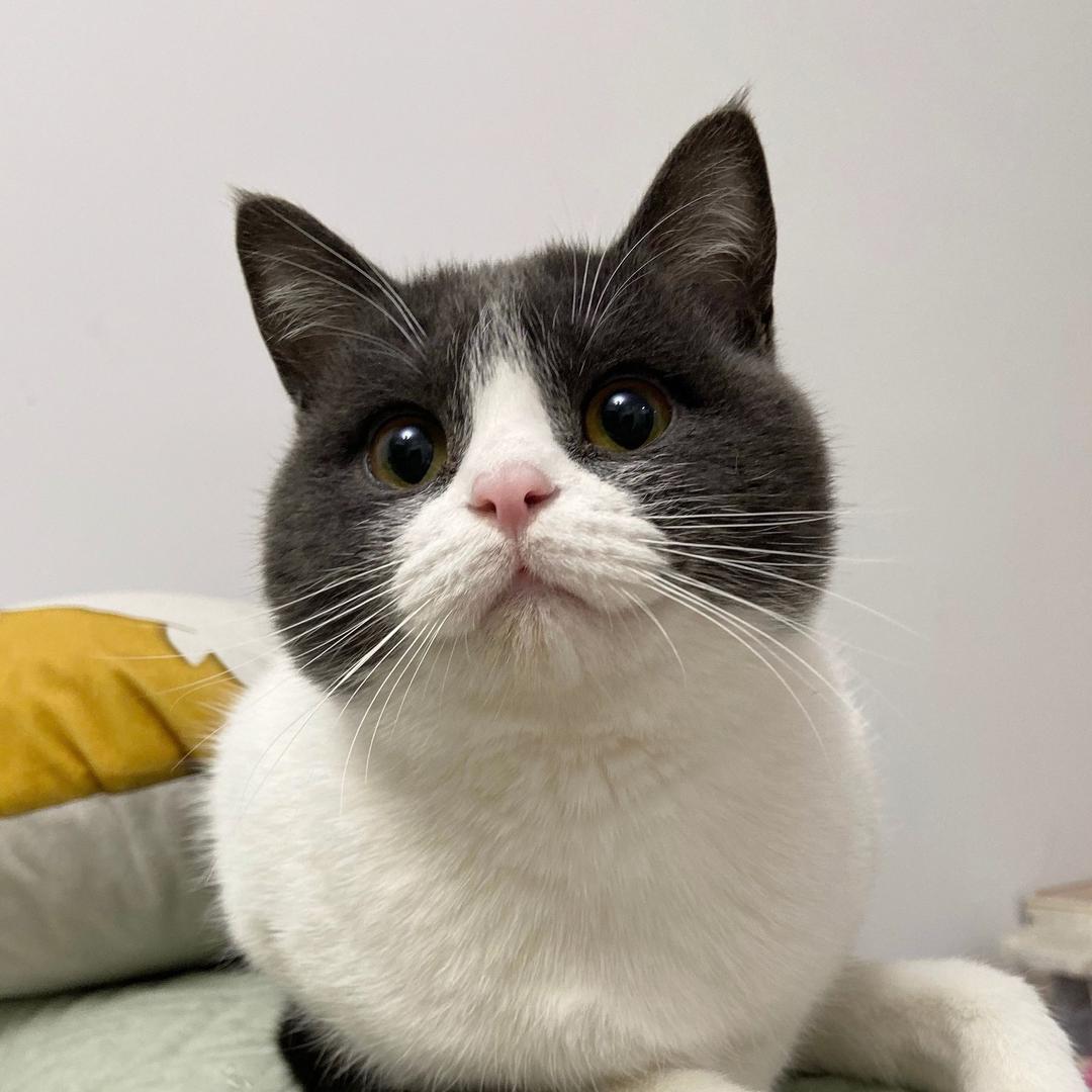劈叉是只猫