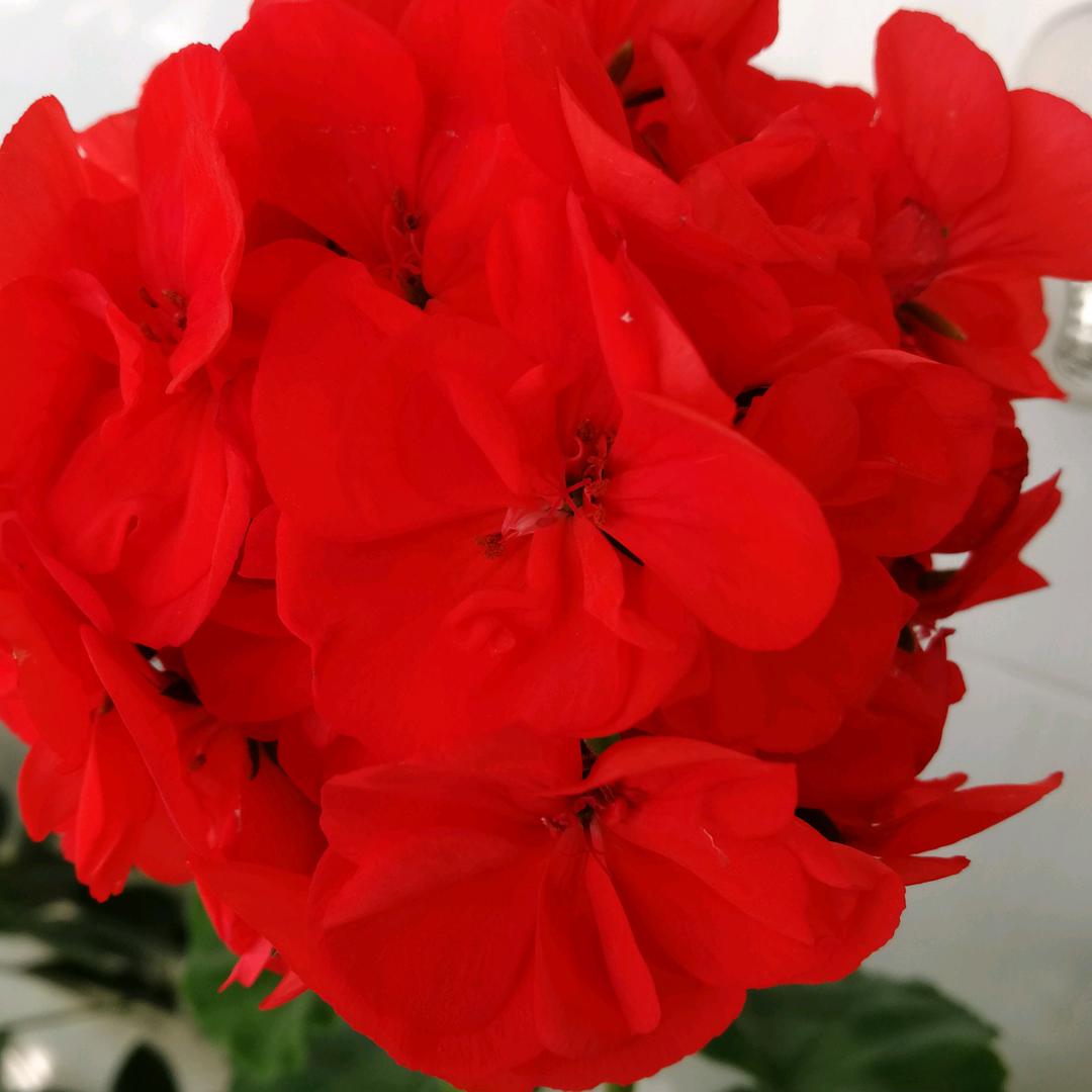 小红帽（下午1点10分）