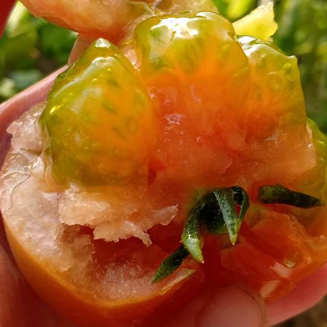 赵老头老味道儿西红柿