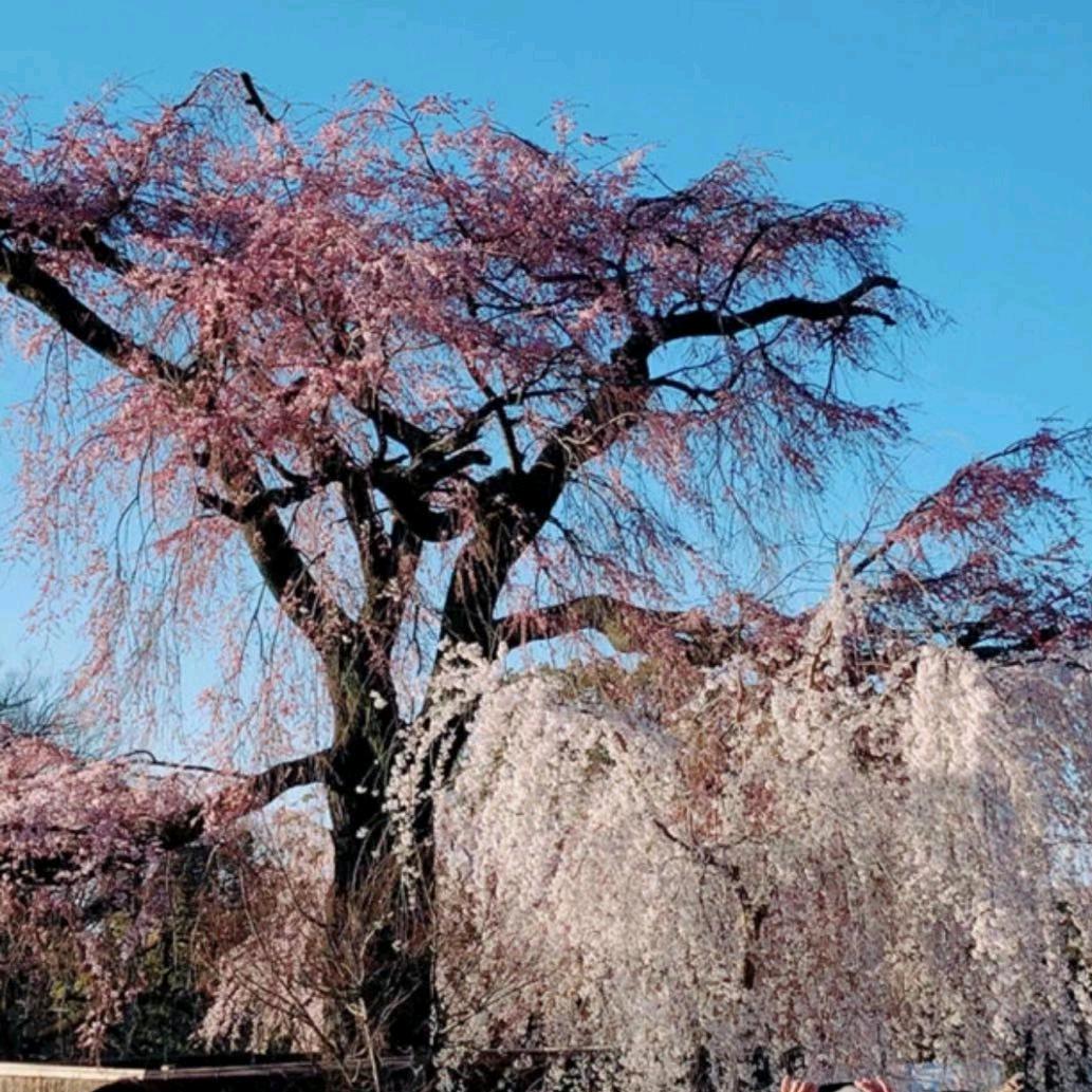 ❤️心静如水❤️