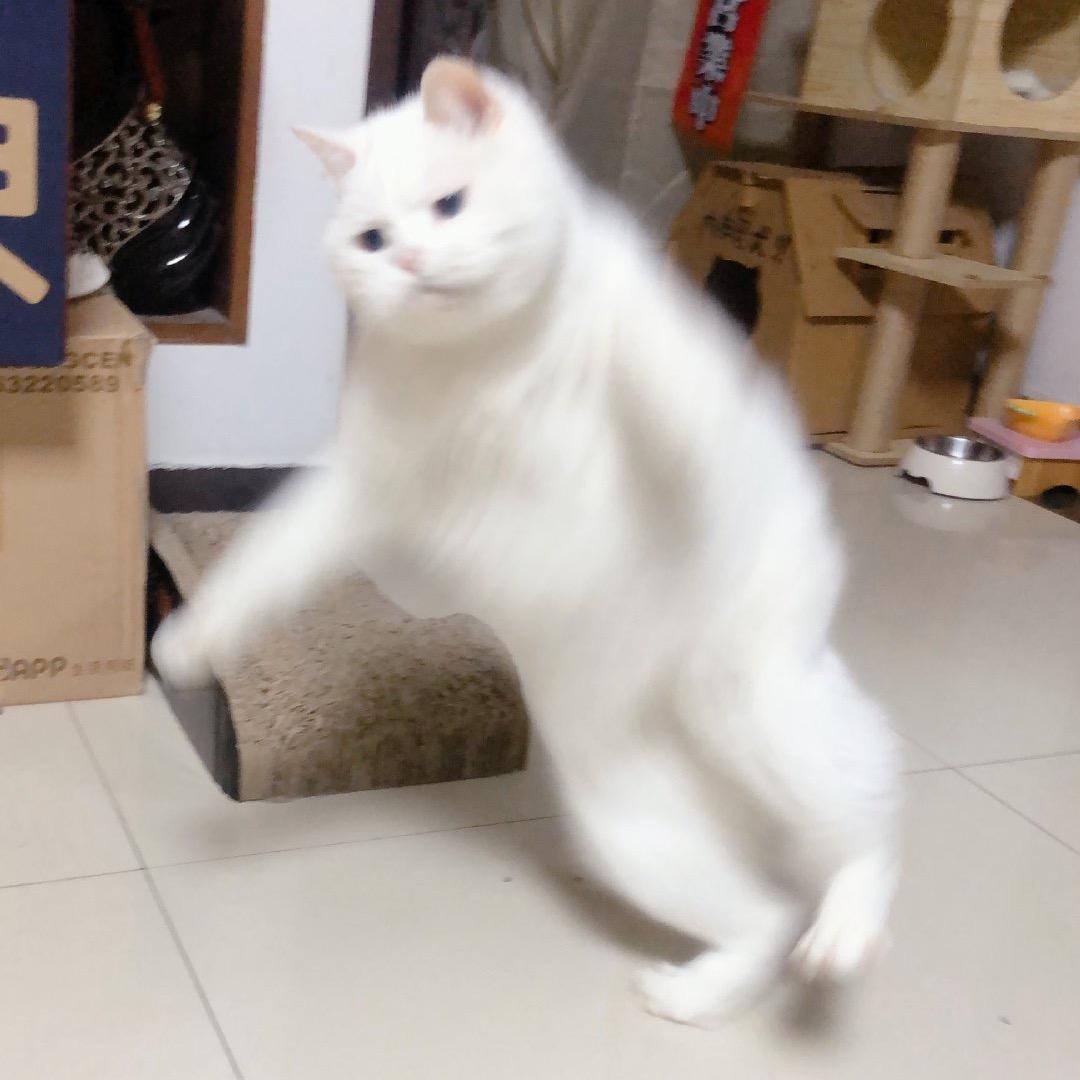 哦吼