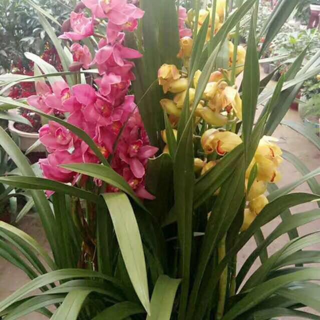 芳馨花卉