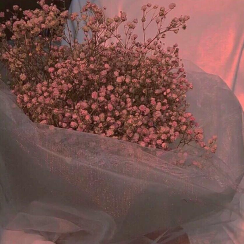 蕾