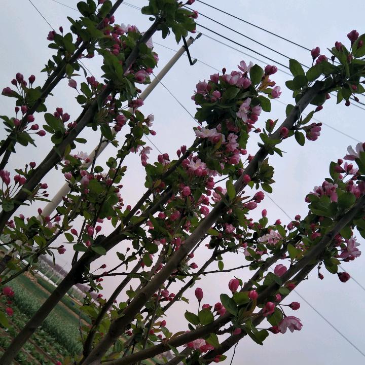 🍎江山如画