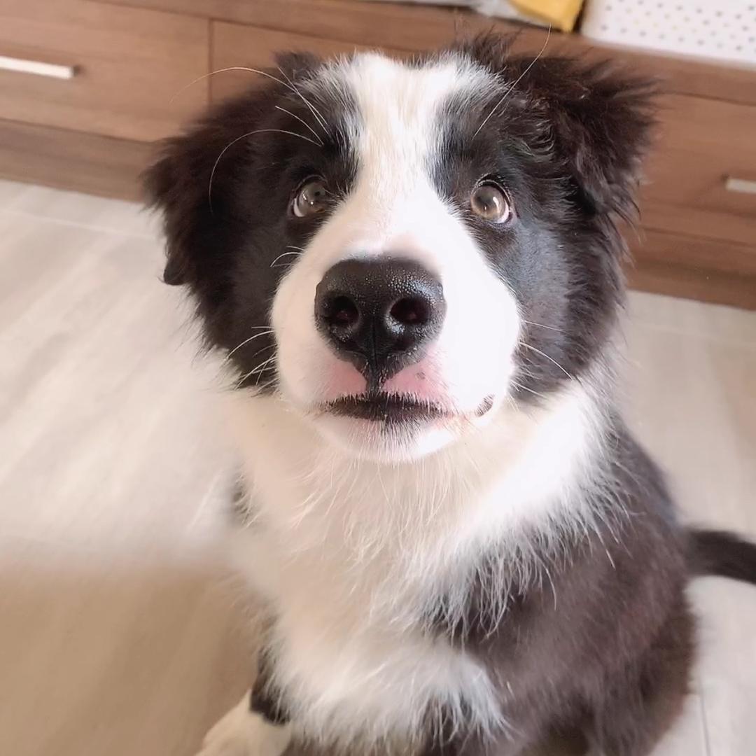 肥蕊和胖德Fairy&Panda@抖音