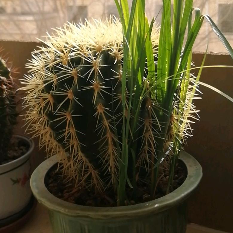 爱上飞鸟