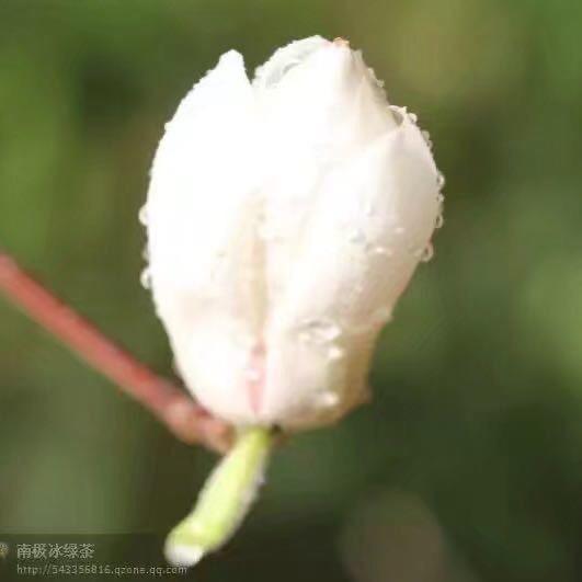 蝴蝶兰