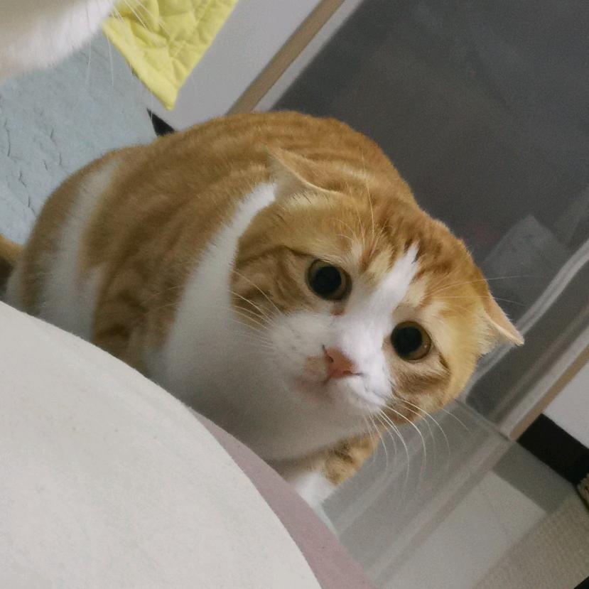 张阳